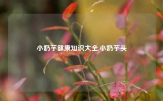 小奶芋健康知识大全,小奶芋头