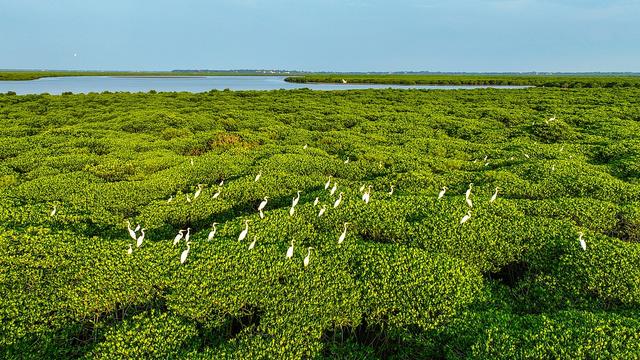 COP29：聚焦红树林生态系统保护，阿联酋引领全球合作-第2张图片-健康网